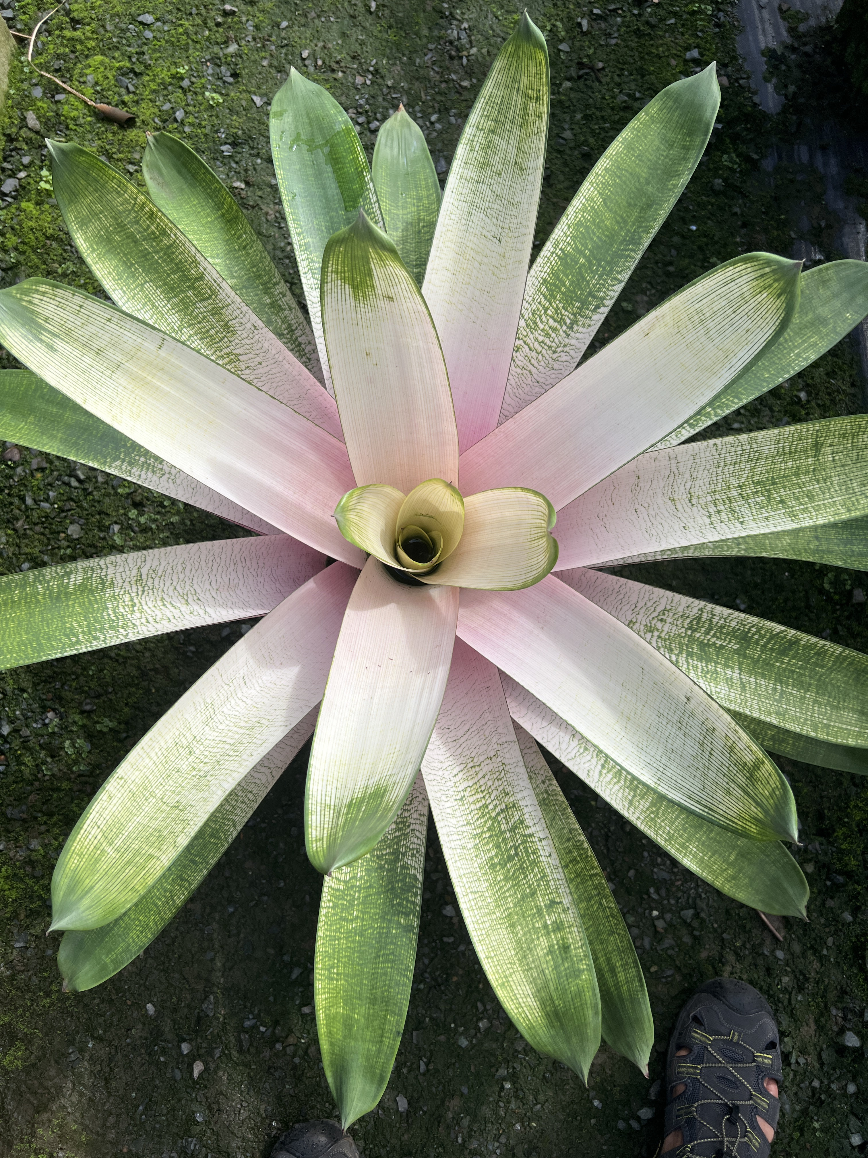 Bromeliads | Fantastic Gardens Hawaii